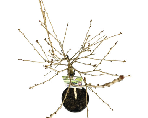 Arbre à feuilles caduques en pot vu d'en haut