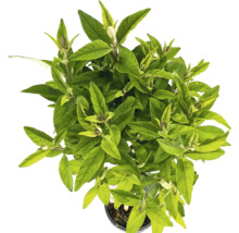 Vue de dessus d'une plante de Buddleja en pot