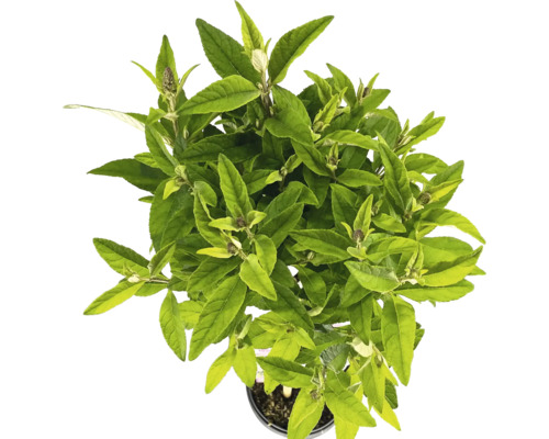 Vue de dessus d'une plante de Buddleja en pot