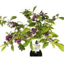 Schönfrucht Pflanze mit violetten Beeren und grünen Blättern im Topf