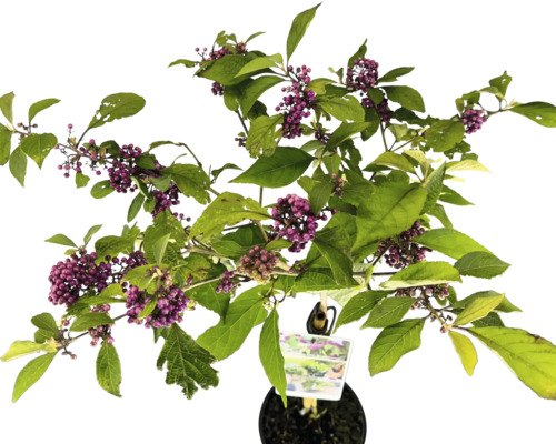 Schönfrucht Pflanze mit violetten Beeren und grünen Blättern im Topf