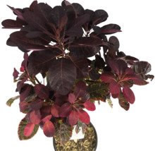 Perückenstrauch im Topf