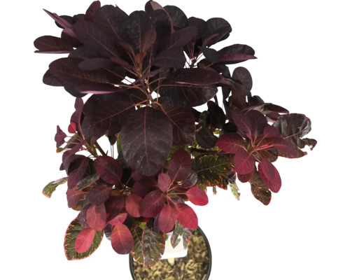 Perückenstrauch im Topf