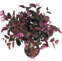 Loropetalum chinense mit rosa Blüten im Topf