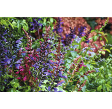 Gros plan sur des plants de sauge en fleurs dans le jardin