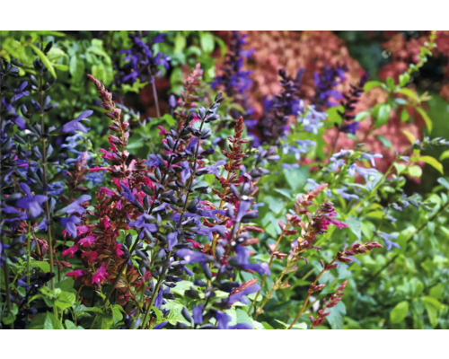 Gros plan sur des plants de sauge en fleurs dans le jardin