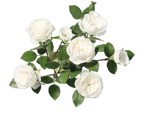 Strauss weisser Rosen mit grünen Blättern
