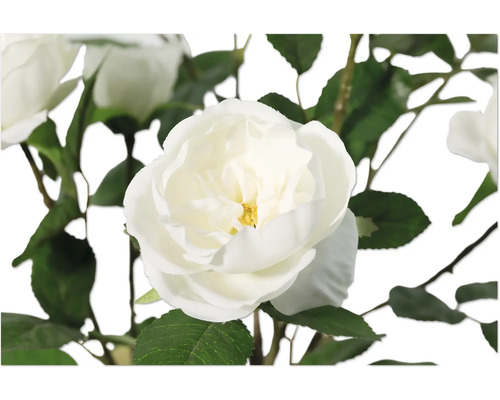 Nahaufnahme einer weißen Rosenblüte mit grünen Blättern