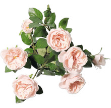 Dekorative Rose mit Blättern im Topf