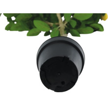 Topf einer Zitronenpflanze