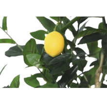 Zitronenbaum mit reifer Zitrone