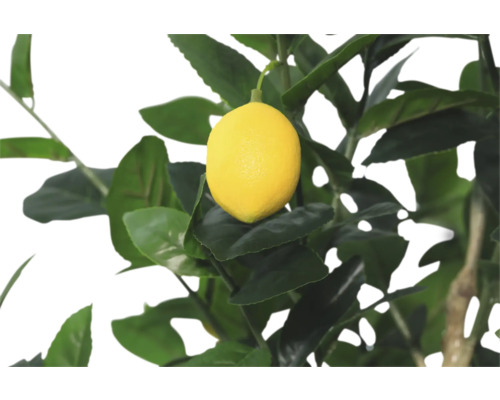 Zitronenbaum mit reifer Zitrone