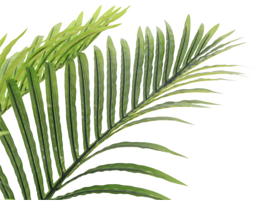 Palmwedel Nahaufnahme