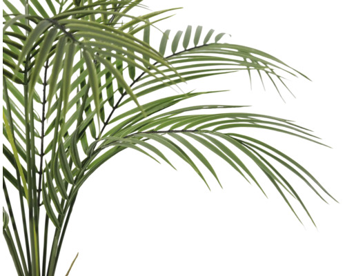 Palme mit grünen Blättern