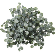 Branche d'eucalyptus pour la décoration