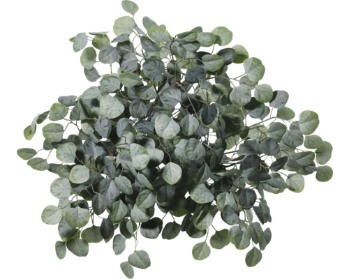 Branche d'eucalyptus pour la décoration