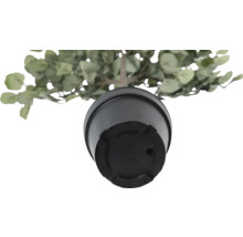 Vue de dessous d'une plante artificielle d'eucalyptus en pot