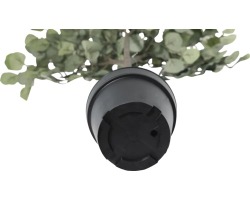 Vue de dessous d'une plante artificielle d'eucalyptus en pot