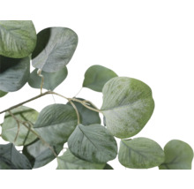 Branche d'eucalyptus avec feuilles vertes