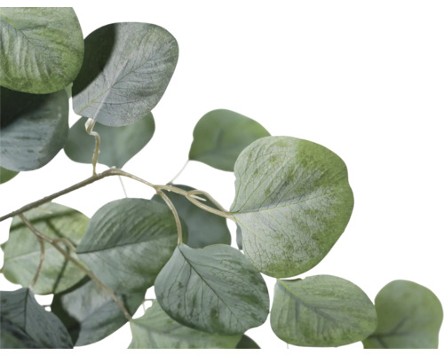 Branche d'eucalyptus avec feuilles vertes