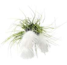 Dekorative Wollgras-Pflanze mit grünen Halmen und weißen, flauschigen Blütenständen