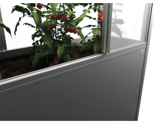 Hochbeet mit Tomatenpflanzen im Gewächshaus