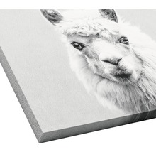 Leinwandbild Lama 27x27 cm