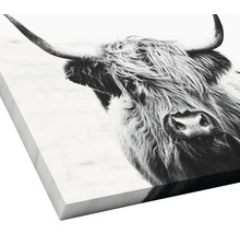 Leinwandbild Black & White Highland Beef 27x27 cm