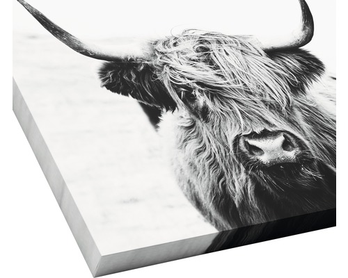 Gros plan d''une vache Highland comme décoration murale