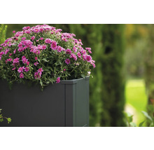 Blumentopf mit rosa Chrysanthemen im Garten.