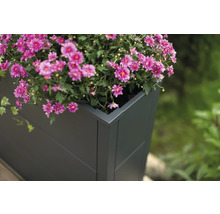 Blumenkasten mit blühenden Blumen