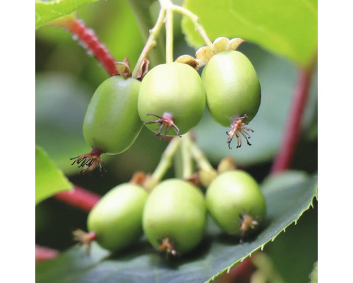 Nahaufnahme von Mini-Kiwis am Strauch