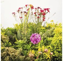 Nahaufnahme von verschiedenen mehrjährigen Pflanzen und Blumen im Gartenbeet.