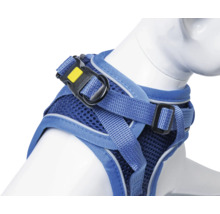 Blaues Hundegeschirr mit verstellbaren Riemen und Schnalle.