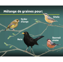 Illustration de différentes espèces d'oiseaux: Verdier d'Europe, Sittelle, Merle et Bouvreuil pivoine sur une branche