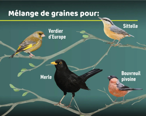 Illustration de différentes espèces d'oiseaux: Verdier d'Europe, Sittelle, Merle et Bouvreuil pivoine sur une branche