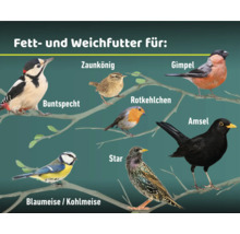 Illustration verschiedener Vogelarten, die Fett- und Weichfutter fressen