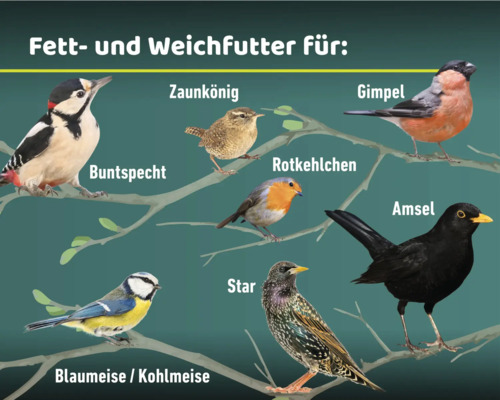 Illustration verschiedener Vogelarten, die Fett- und Weichfutter fressen