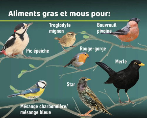 Représentation de différentes espèces d'oiseaux telles que le pic, le troglodyte mignon, le bouvreuil pivoine, le rouge-gorge, le merle, l'étourneau, la mésange charbonnière et la mésange bleue sur une branche