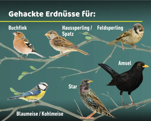 Darstellung verschiedener Vogelarten, die gehackte Erdnüsse fressen