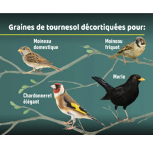 Image de différents types d'oiseaux : Moineau domestique, Moineau friquet, Chardonneret élégant et Merle noir