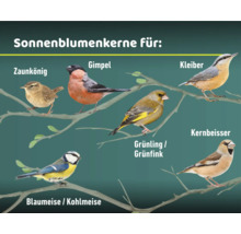 Darstellung verschiedener Vogelarten, die Sonnenblumenkerne fressen.
