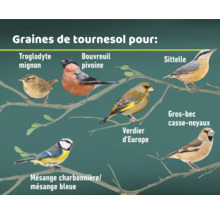Illustration de différentes espèces d'oiseaux mangeant des graines de tournesol.