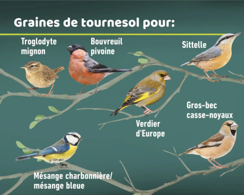 Illustration de différentes espèces d'oiseaux mangeant des graines de tournesol.
