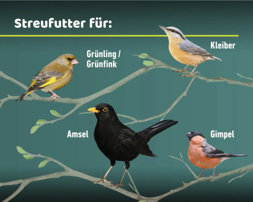Illustration verschiedener Vogelarten: Grünfink, Kleiber, Amsel und Gimpel
