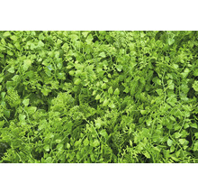 Gros plan d'une couverture végétale artificielle dense pour l'intérieur et l'extérieur.