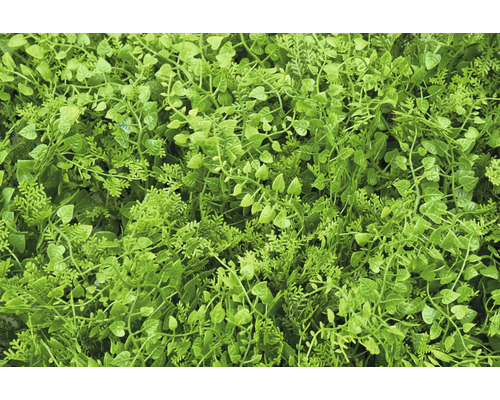 Gros plan d'une couverture végétale artificielle dense pour l'intérieur et l'extérieur.