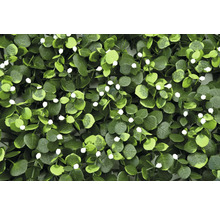 Mur végétal artificiel avec eucalyptus et fleurs blanches