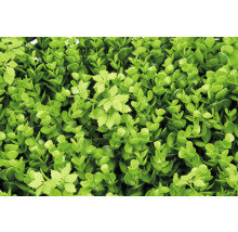 Haie artificielle de buis avec feuilles vertes