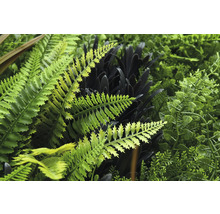 Vue détaillée d'un mur végétal artificiel avec différentes fougères et feuilles.